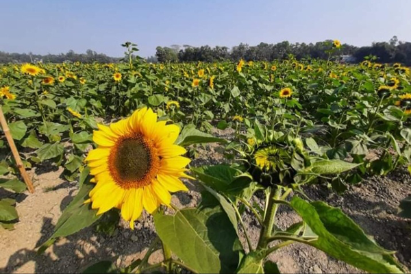 কালিয়াকৈরে সূর্যমুখী চাষে ঝুঁকছেন কৃষকরা, ভালো ফলনের আশা 