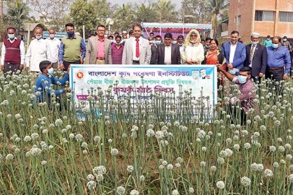 বারি পিয়াজ-৫ এর মাঠ দিবস অনুষ্ঠিত