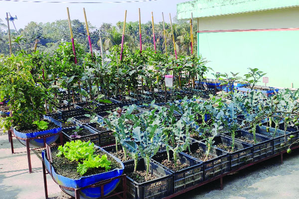 অফিসের ছাদে সবজিবাগান