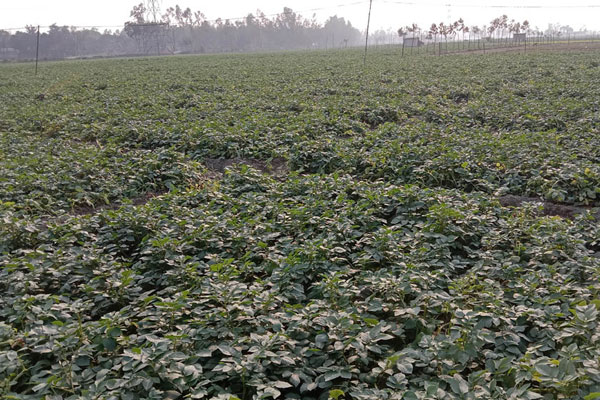  শেরপুরে আলুর বাম্পার ফলন