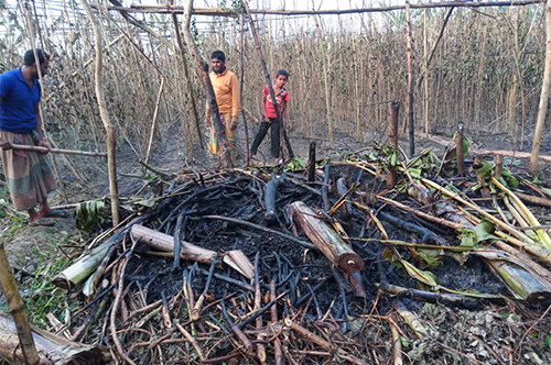 হরিণাকুণ্ডুতে পানক্ষেত আগুনে পুড়ে ছাই