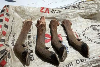হরিণের পাসহ দুই শিকারি আটক
