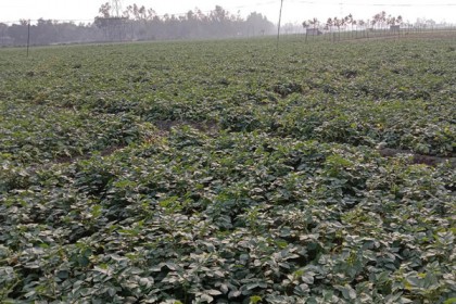  শেরপুরে আলুর বাম্পার ফলন