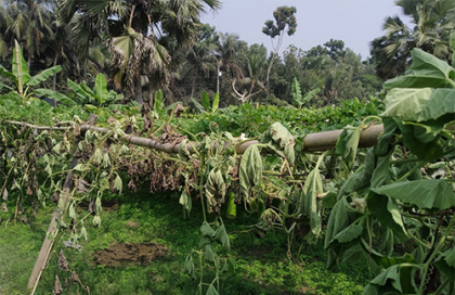 লাউ গাছের সাথে এ কেমন শত্রুতা!