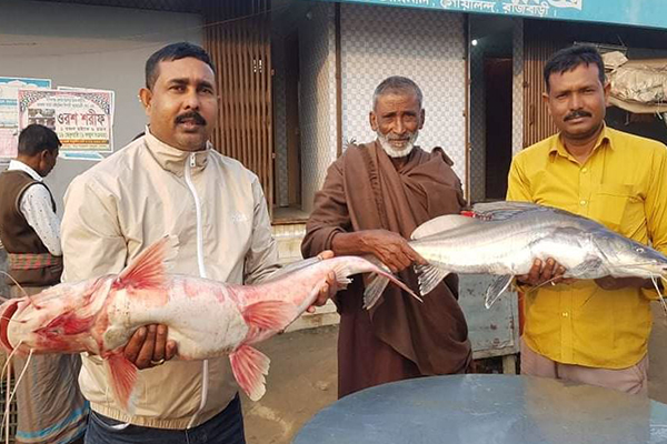 দুই আইড় মাছের দাম ২৫ হাজার টাকা