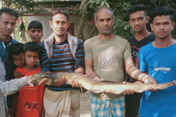 বাঙালী নদী থেকে বিরল প্রজাতির মাছ উদ্ধার