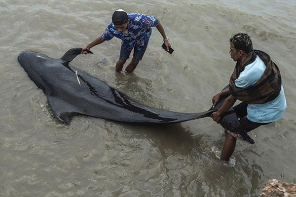 ইন্দোনেশিয়ায় সৈকতে আটকে মারা গেল ৫২ তিমি