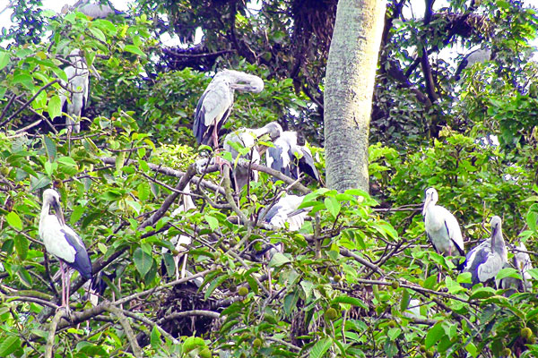 পুণ্ডুরিয়া গ্রাম পাখির শান্তির নীড়