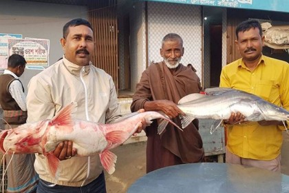 দুই আইড় মাছের দাম ২৫ হাজার টাকা