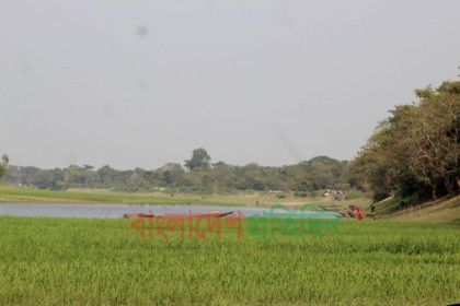সুনামগঞ্জে নদী যখন বিস্তৃর্ণ ধান ক্ষেত!