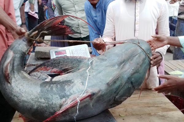 যমুনায় ধরা বিশাল বাঘাইড়, বিক্রি হল ৬০ হাজারে