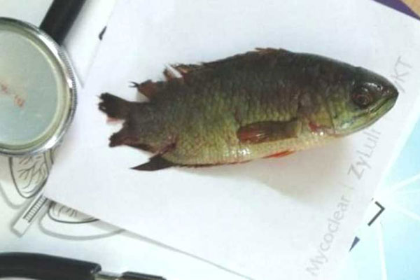 এক কৈ মাছ মুখে রেখে আরেকটি ধরার চেষ্টা, অতঃপর...

