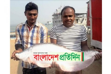 ১০ কেজি ওজনের চিতল ১৩ হাজার টাকায় বিক্রি 