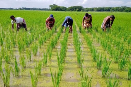 ৫৭ লাখ কৃষকের মাঝে ৩৭২ কোটি টাকার প্রণোদনা বিতরণ

