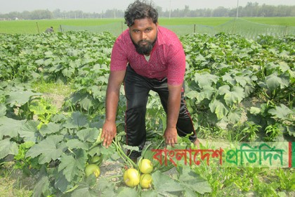দিনাজপুরে বিদেশি ফসল স্কোয়াশ চাষে সফলতা