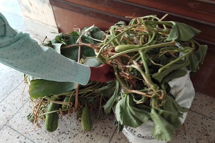 লাউ গাছের সাথে শত্রুতা!