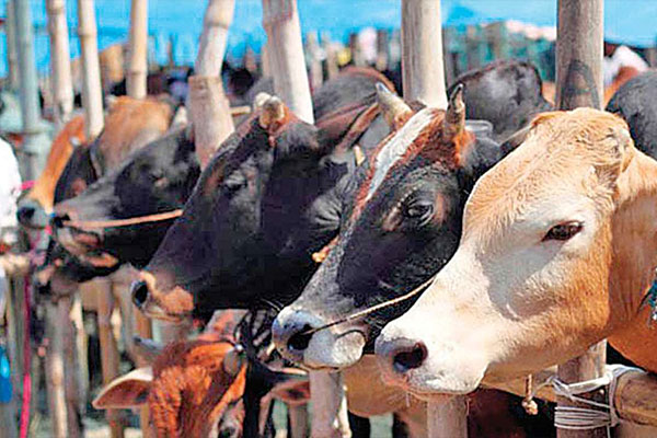 ভারতে এবার ‘গো-বিজ্ঞান’ পরীক্ষা