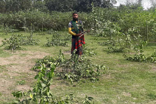 সচ্ছলতা আনতে গড়া লেবুর বাগানে দুর্বৃত্তের হানা