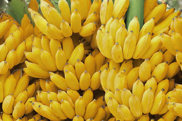 কলার বক্সে ২ হাজার কোটি টাকার কোকেন

