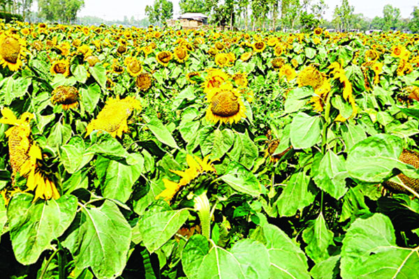 নজরকাড়া সূর্যমুখী