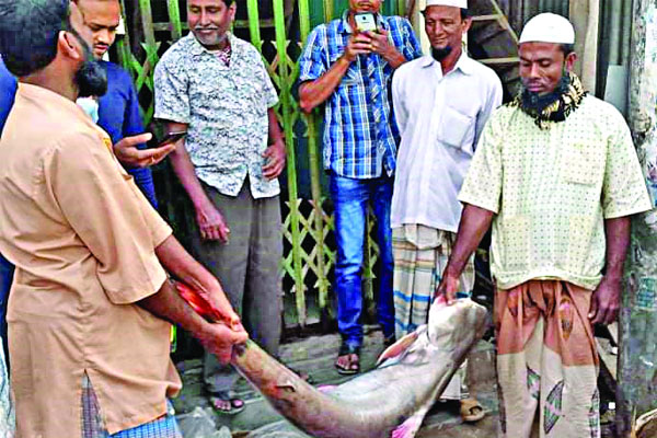 ১ টাকার বড়শিতে ২৯ হাজার টাকার পাঙ্গাশ