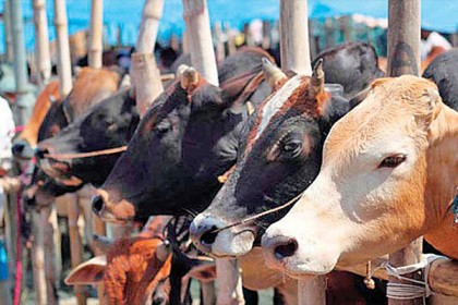 ভারতে এবার ‘গো-বিজ্ঞান’ পরীক্ষা