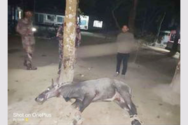 ঠাকুরগাঁওয়ে নীলগাই উদ্ধার