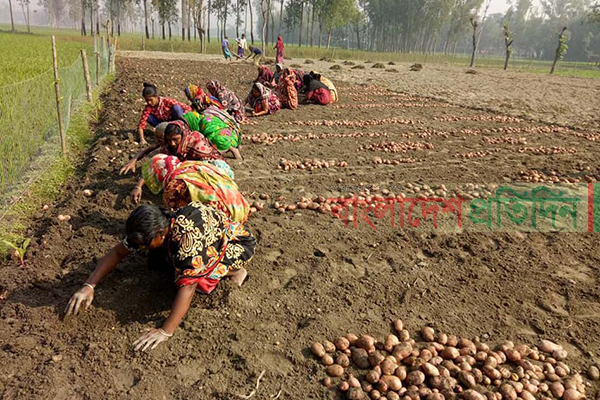 রংপুরে আলুর বাম্পার ফলন হলেও দাম নিয়ে চিন্তিত কৃষক