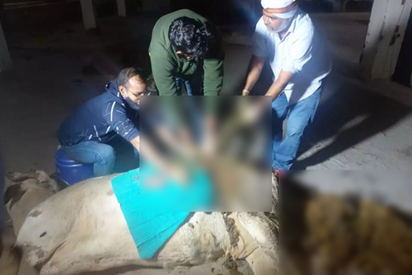 অস্ত্রোপচারে গরুর পেটে মিলল ৭১ কেজি প্লাস্টিক ও সুই-কয়েন