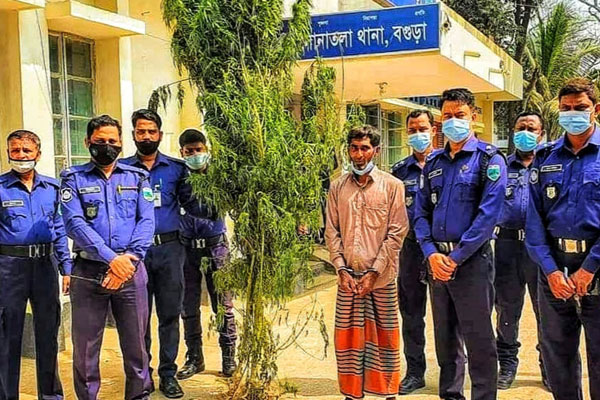 সোনাতলায় গাছসহ 
গাঁজা চাষি গ্রেফতার 
