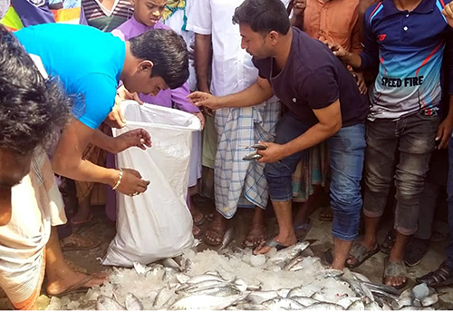 কলাপাড়ায় জাটকা ইলিশ জব্দ