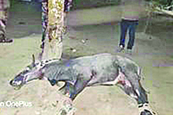 ঠাকুরগাঁওয়ে নীলগাই উদ্ধার
