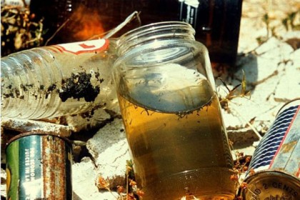 রাজধানীতে মশা বেড়েছে চারগুণ, কেন বাড়ছে? 

