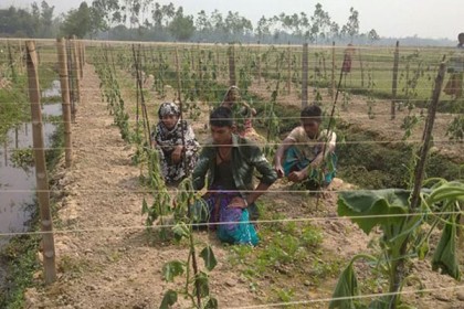 বিয়েতে রাজি না হওয়ায় কাটা হলো তিন হাজার গাছ
