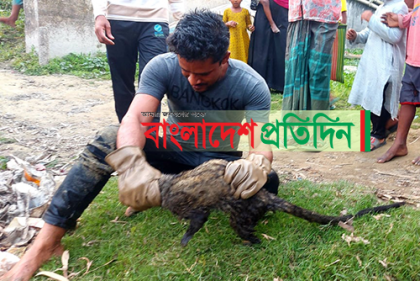 বিলুপ্তপ্রায় প্রাণী গন্ধগোকুল উদ্ধার