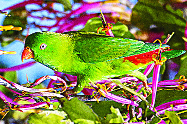 দুর্লভ আবাসিক পাখি বাসন্তী লটকনটিয়া
