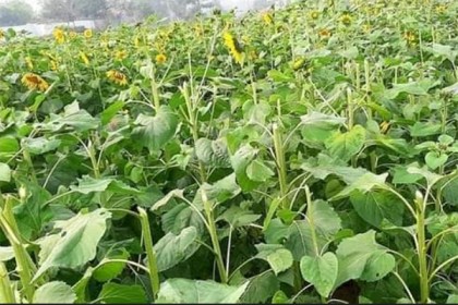 সূর্যমুখীর সাথে শত্রুতা!