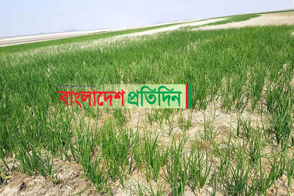 যে কারণে পিয়াজ চাষে আগ্রহ বেড়েছে চরাঞ্চলের কৃষকদের

