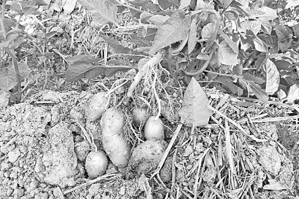 শ্রীমঙ্গলে আলু চাষের সম্ভাবনা