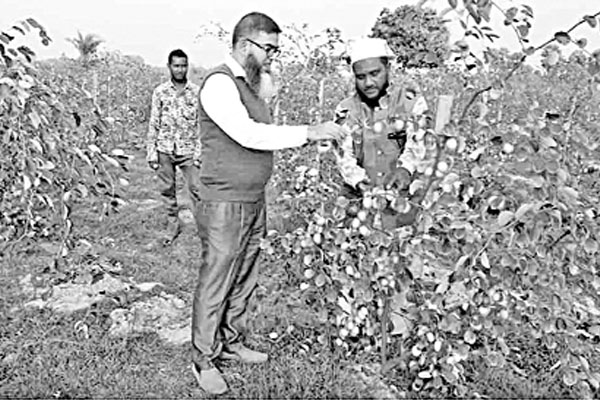 বরেন্দ্র অঞ্চলে চমক বল সুন্দরী বরই