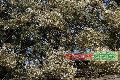 দিনাজপুরে সজনের গাছে গাছে ফুলের সমারোহ