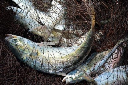 ২ মাস ইলিশ ধরা নিষিদ্ধ