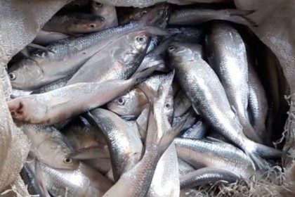 হিজলায় ৪০ মণ জাটকা জব্দ