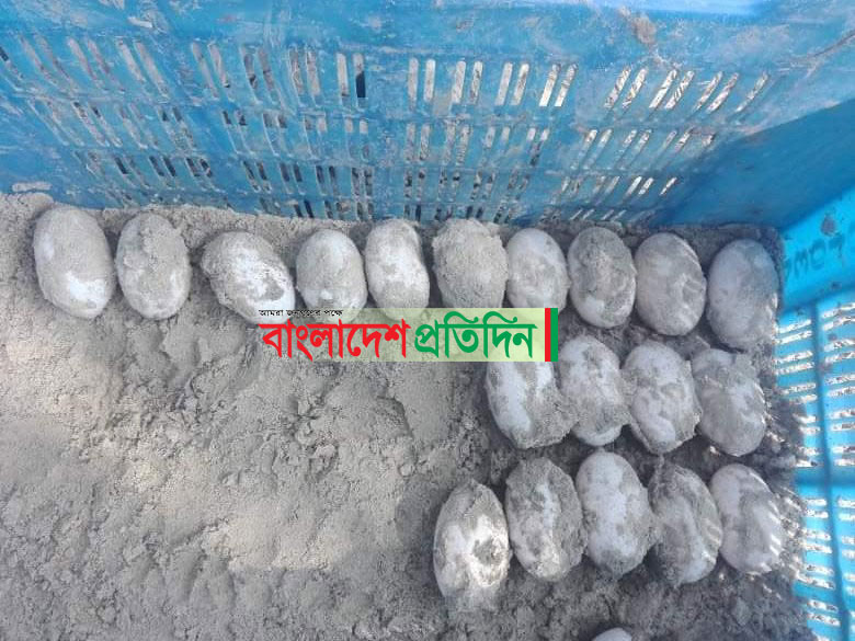 ২৭টি ডিম পেড়েছে বিলুপ্ত প্রজাতির কচ্ছপ