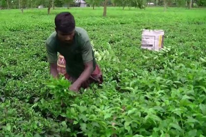 পঞ্চগড়সহ উত্তরাঞ্চলের জেলাগুলোতে চা পাতা সংগ্রহ শুরু 
