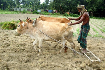 আধুনিকতার ছোঁয়ায় হারিয়ে যাচ্ছে লাঙল দিয়ে হাল চাষ