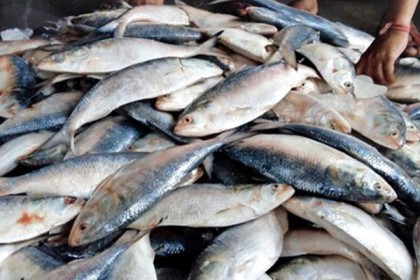 রায়পুরের মেঘনা নদীতে দুই মাস ইলিশ ধরা নিষিদ্ধ