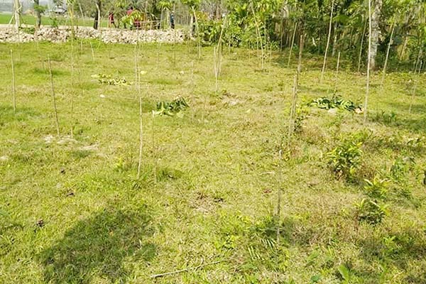 গাছের সঙ্গে শত্রুতা