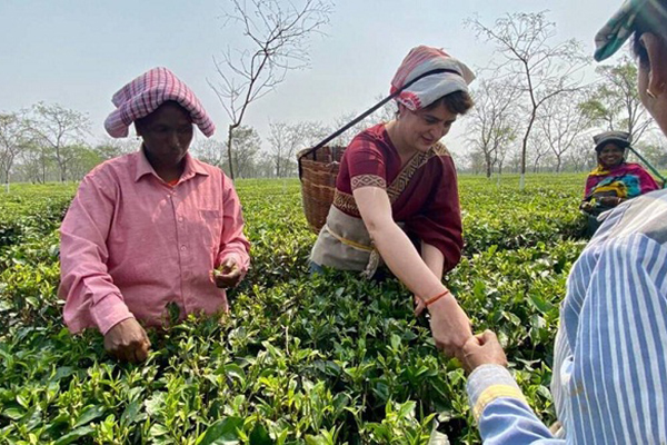 ভোটের হাওয়া; বাগানে গিয়ে ‘চা’ পাতা তুললেন প্রিয়াঙ্কা গান্ধী!