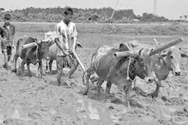 হারিয়ে যাচ্ছে লাঙল